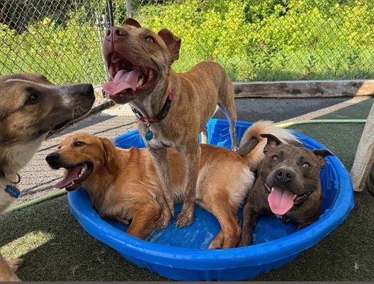 Zola and friends cooling off in a shaded pool at Woofy on a hot day.