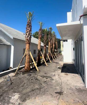 Lavinscape Trees & Landscaping