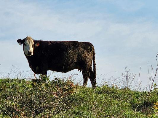 This is a real cow. Looks like he has 3 legs. A little creepy.