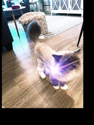 Sarafina sporting her lion cut at home