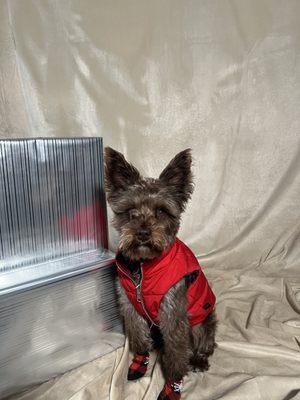 Old Shell Rd Small Animal Hospital