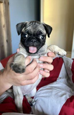 PugHearts of Houston Pug Rescue