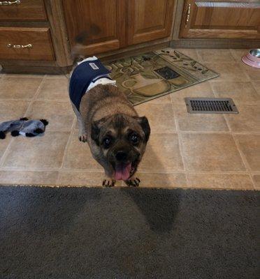 Friends of the Family Pet Memorial Gardens