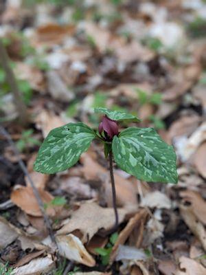 Jacob Schramm Nature Preserve