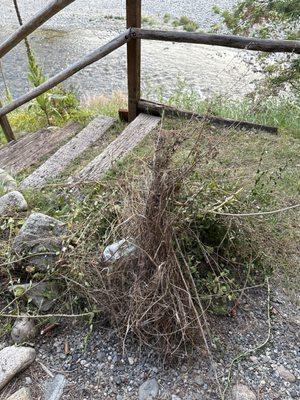 The weed garden right outside the patio door in front of beautiful Methow river.