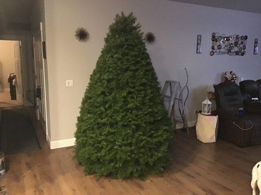 Beautifully groomed U-cut or they cut trees at a great price!