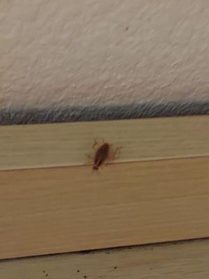 Filthy room, cockroaches infestation. Vary unprofessional.