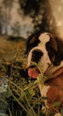 Swansea Veterinary Center