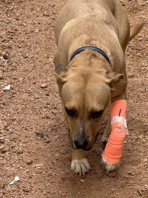 White Rock Animal Hospital