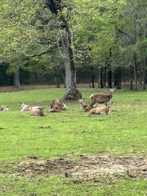 Giraffe Inn & Safari