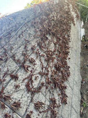 This is the way my neighborhood was left. 