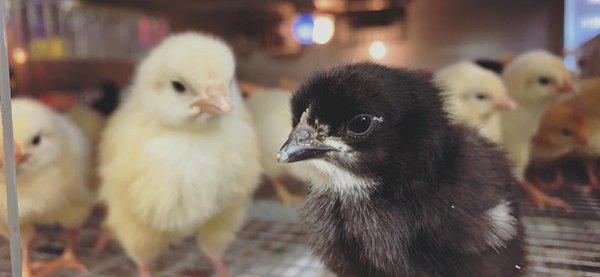 IFA Country Store - Salina