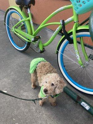 Darla is the President of DeeCees Dog House