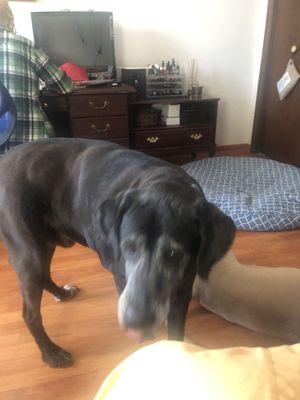 Home Veterinary Care