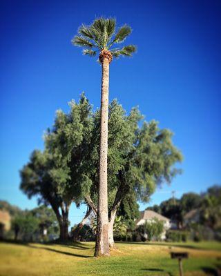 Palm finished by LCTS!