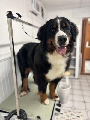 Berner de-shed