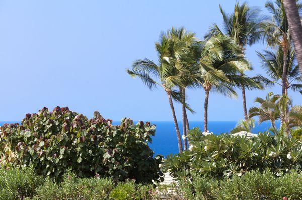 Caleb Yamanaka - Iokua Real Estate