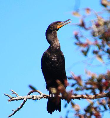 Wertheim National Wildlife Refuge