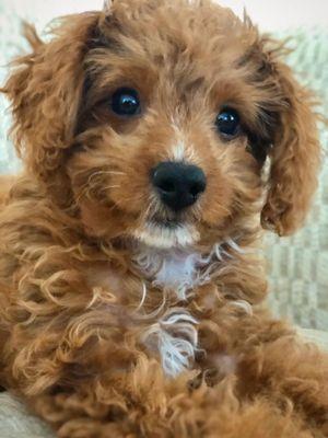 Howling Moon Pet Care