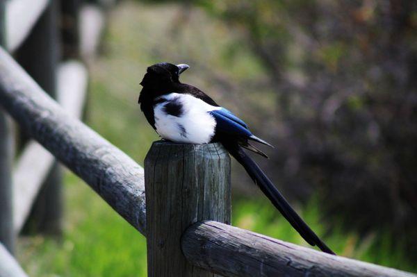 White Wolf Enterprises