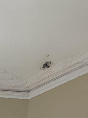 Laus Investment Group