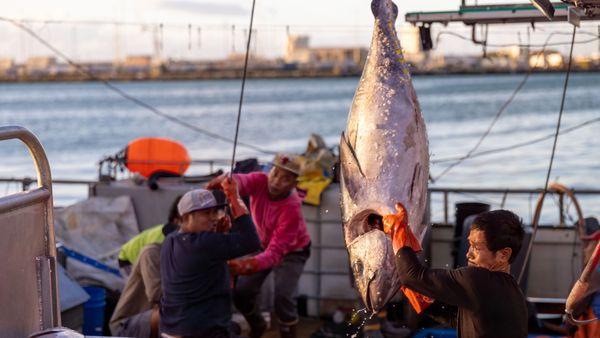 Honolulu Fish Auction Tour
