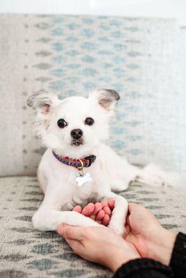 Animal Cancer Care Clinic