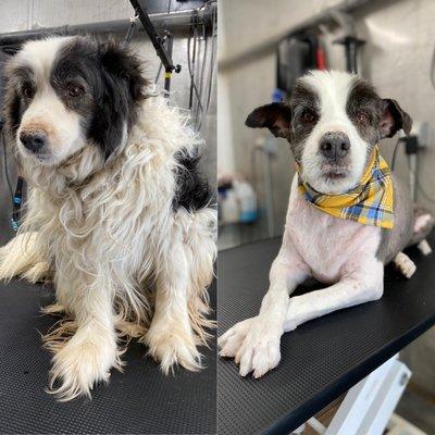 Shampooches Day Spaw