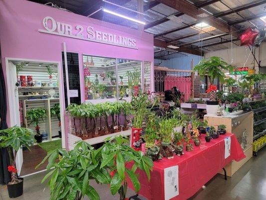This new plant business is affordable and the staff is friendly and informative of all their plants.