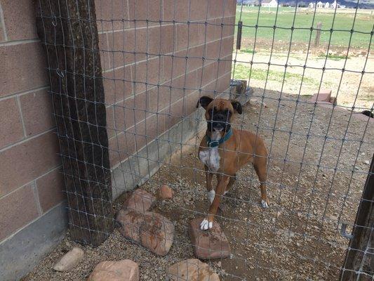 Tee J's Custom Mutt Cuts