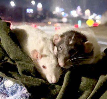 All Critters Veterinary Hospital