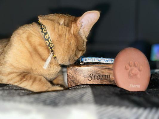 ARISE Veterinary Center