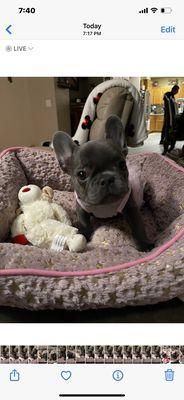 A Better Way Pet Care