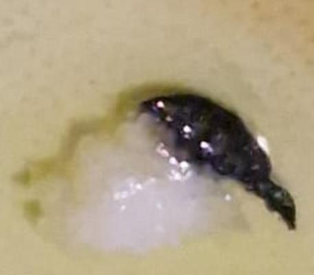 Stamford Infectious Diseases