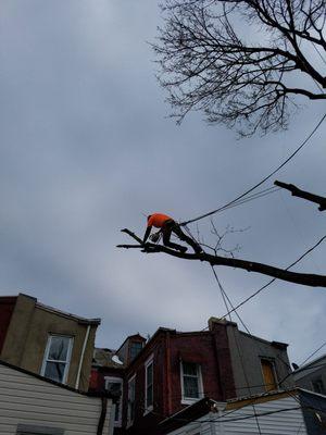 Morgan Brothers Tree Service