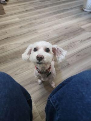 Double Bubble Dog Grooming