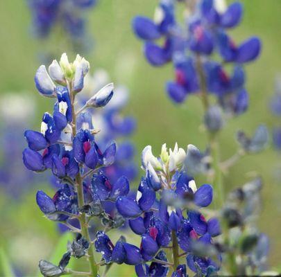 Bluebonnets