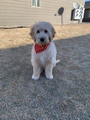 The Coyote Clipper - Expert Pet Grooming