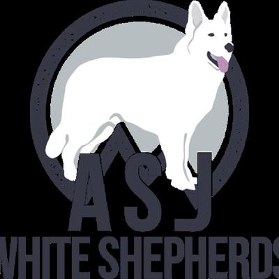 ASJ White Shepherds