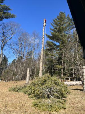 Untamed ADK Tree Services
