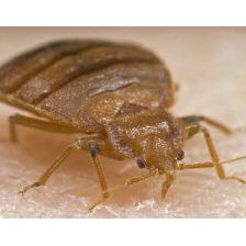 Bugs or US Termite & Pest Control