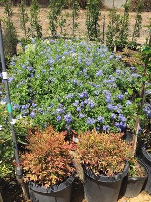 Gardena Nursery & Landscape Maintenance