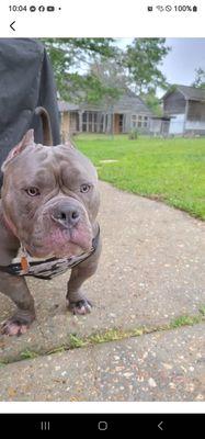 Iredell Companion Animal Hospital