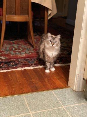 Two Sisters Veterinary Care