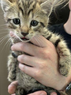 Animal Wellness Center