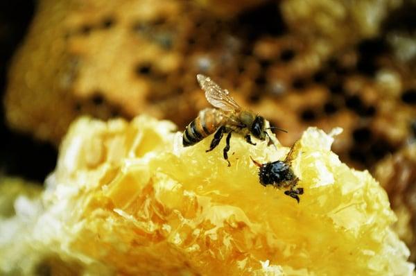 Pro Pacific Pest Control