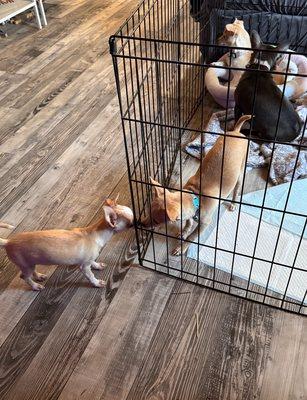 Tiny Hearts Tiny Barks