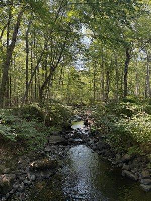 Brook at Deer Lake