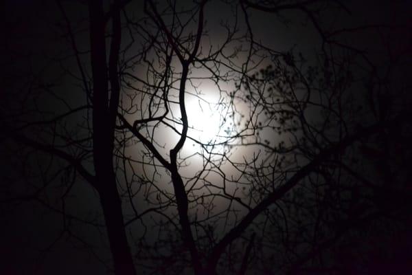 Lizbeth Moses, PH.D.