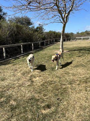 Great dog park.